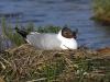 Mouette Rieuse